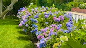 Hydrangeas need care and sufficient fertilizer to grow and bloom profusely