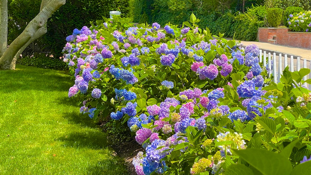 Hydrangeas need care and sufficient fertilizer to grow and bloom profusely