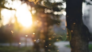 Swarm of mosquitoes