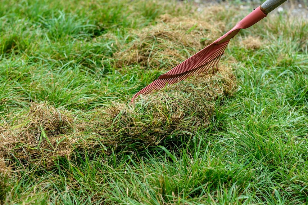 Lawn thatch in the garden: causes, prevention, control