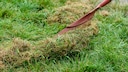 Thatch