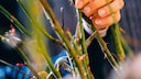 Pruning roses in the fall