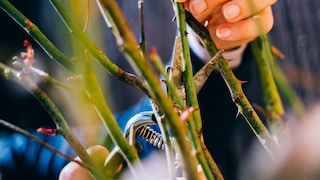 Pruning roses in the fall