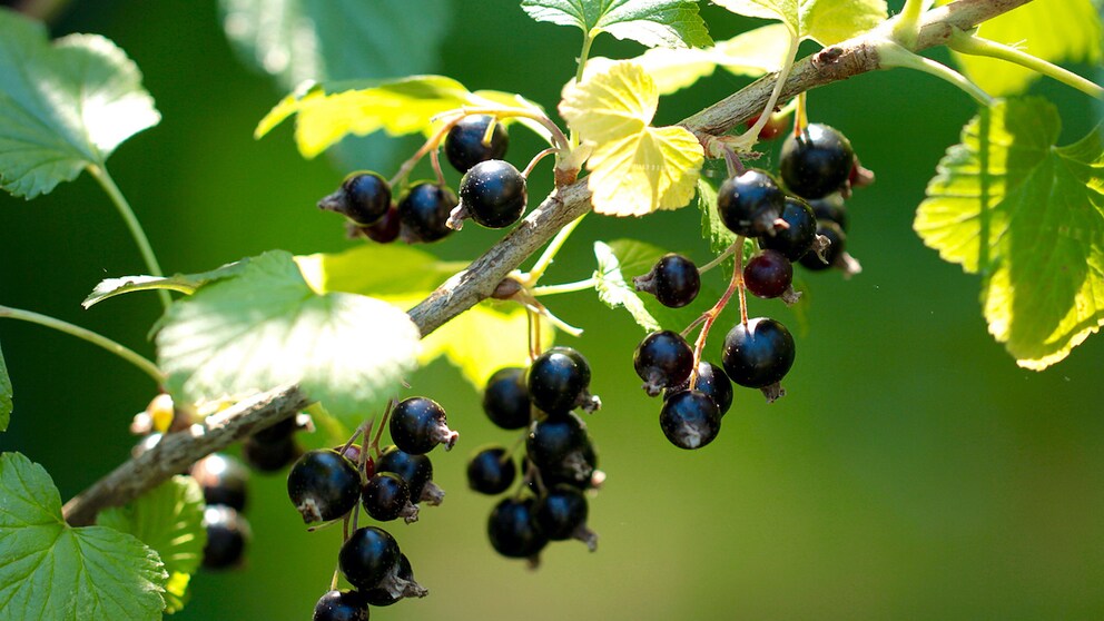Blackcurrants