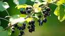 Blackcurrants