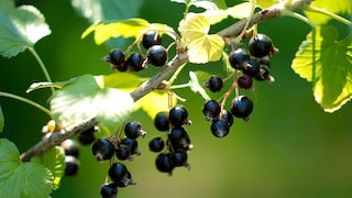 Blackcurrants