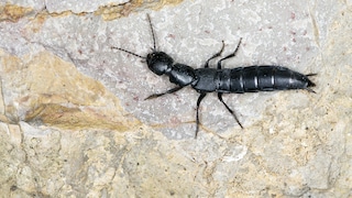 Black mold beetle on a stone