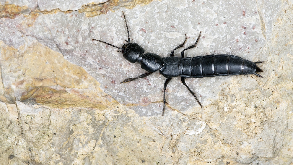 Black mold beetle on a stone