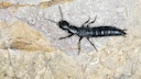 Black mold beetle on a stone