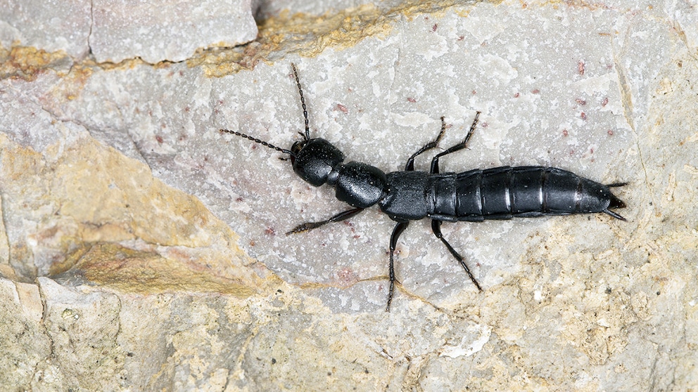 Black mold beetle on a stone