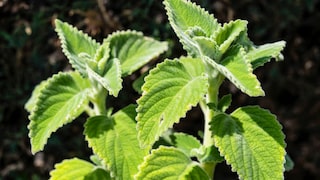 The leaves of the Australian lemon leaf are covered with many hairs and are velvety soft to the touch