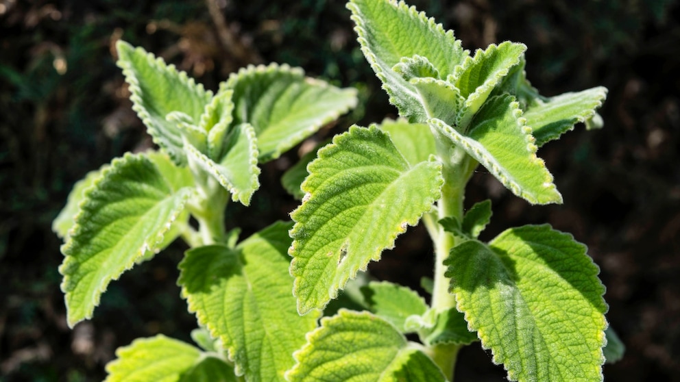 The leaves of the Australian lemon leaf are covered with many hairs and are velvety soft to the touch