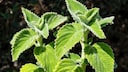 The leaves of the Australian lemon leaf are covered with many hairs and are velvety soft to the touch