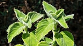 The leaves of the Australian lemon leaf are covered with many hairs and are velvety soft to the touch