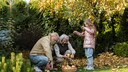Fallen fruit can rot and mold quickly