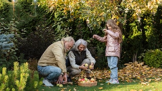 Fallen fruit can rot and mold quickly