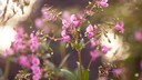 Indian balsam is invasive