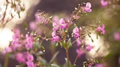 Indian balsam is invasive