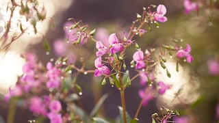 Indian balsam is invasive