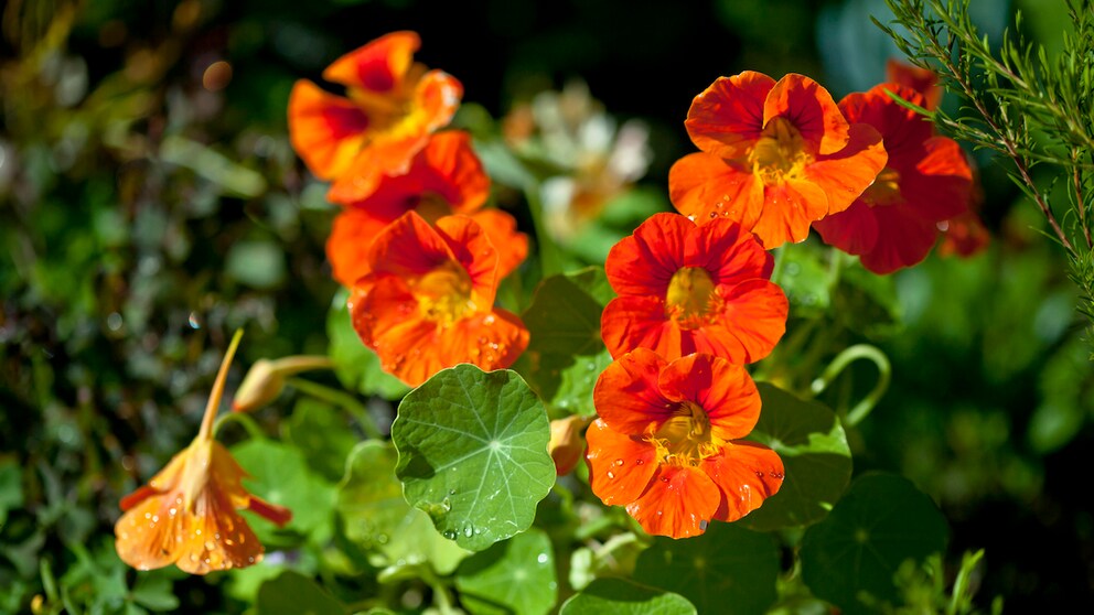 Nasturtium is almost always a good choice for the bed: it is popular with bees, tastes good in pesto and is a suitable neighbor for many plants