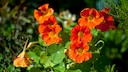 Nasturtium is almost always a good choice for the bed: it is popular with bees, tastes good in pesto and is a suitable neighbor for many plants