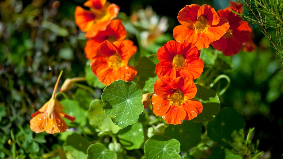 Nasturtium is almost always a good choice for the bed: it is popular with bees, tastes good in pesto and is a suitable neighbor for many plants