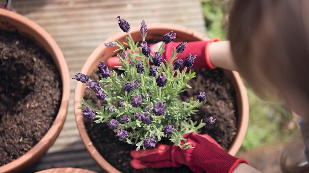 Lavender is always an asset on the balcony or in the garden, no matter which variety you choose