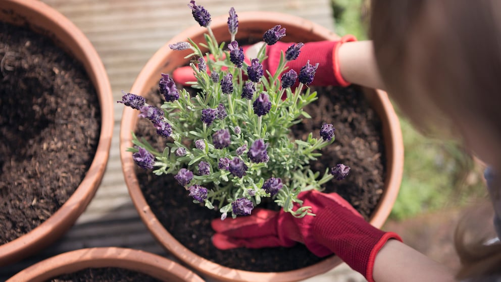 Lavender is always an asset on the balcony or in the garden, no matter which variety you choose