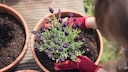 Lavender is always an asset on the balcony or in the garden, no matter which variety you choose