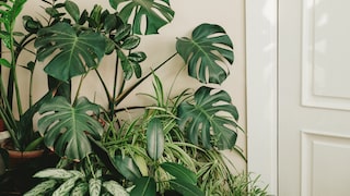 Air-purifying plants filter pollutants from the air and enrich it with oxygen. These include green lilies and monstera, as shown here.
