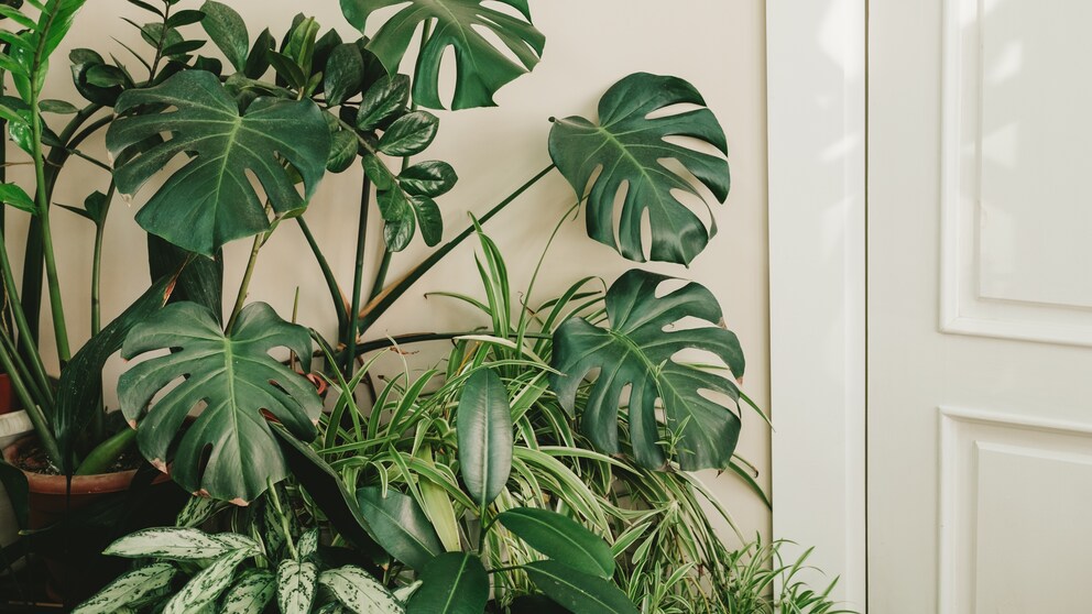 Air-purifying plants filter pollutants from the air and enrich it with oxygen. These include green lilies and monstera, as shown here.
