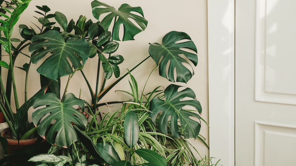 Air-purifying plants filter pollutants from the air and enrich it with oxygen. These include green lilies and monstera, as shown here.