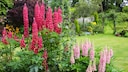 Lupins are classic summer flowers and enhance any flower bed