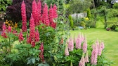 Lupins are classic summer flowers and enhance any flower bed