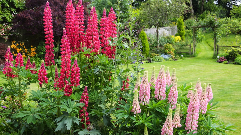 Lupins are classic summer flowers and enhance any flower bed