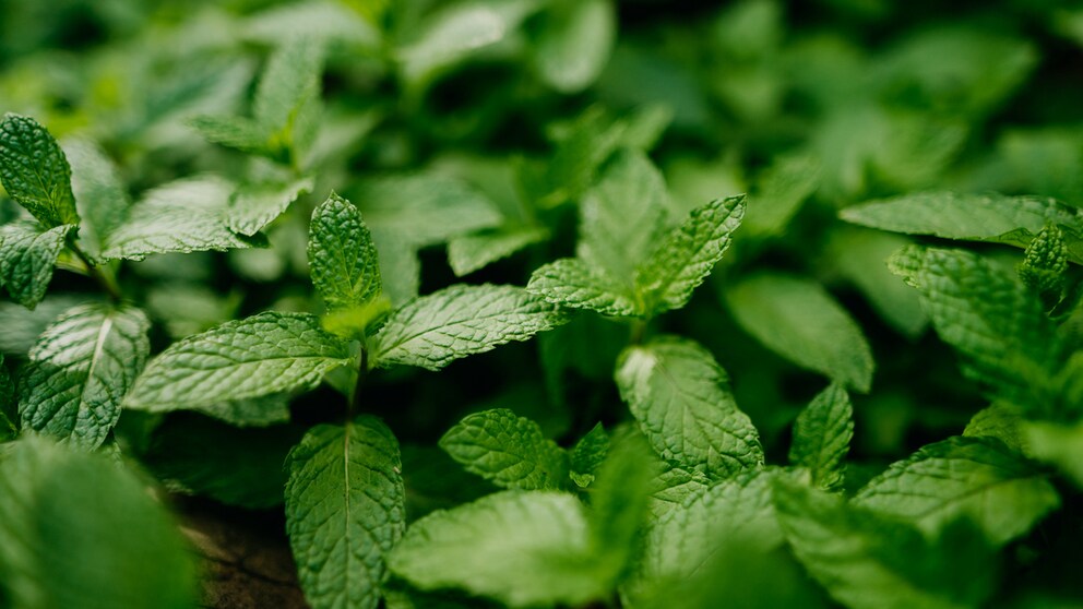 Although mint is an effective medicinal herb, it can be problematic in the garden