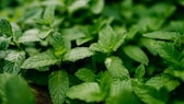 Although mint is an effective medicinal herb, it can be problematic in the garden