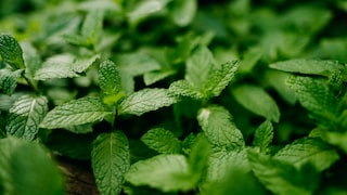 Although mint is an effective medicinal herb, it can be problematic in the garden