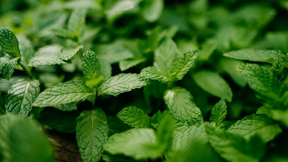 Although mint is an effective medicinal herb, it can be problematic in the garden