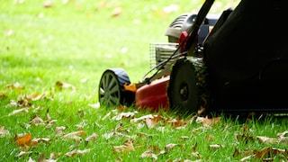 Even in September, the lawn needs attention