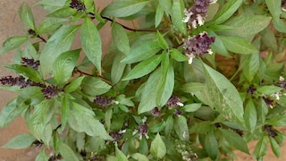 If you follow a few care tips, Thai basil can also grow on your own balcony or in the garden