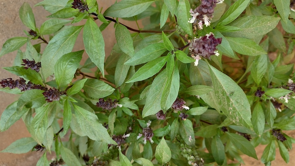 If you follow a few care tips, Thai basil can also grow on your own balcony or in the garden