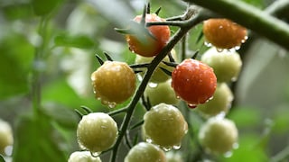 Summer is over and the tomatoes haven't turned red? There may be several reasons for this.
