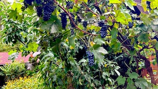 Grapes