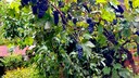 Grapes