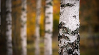 Birch trees can be recognized from afar by their striking white bark