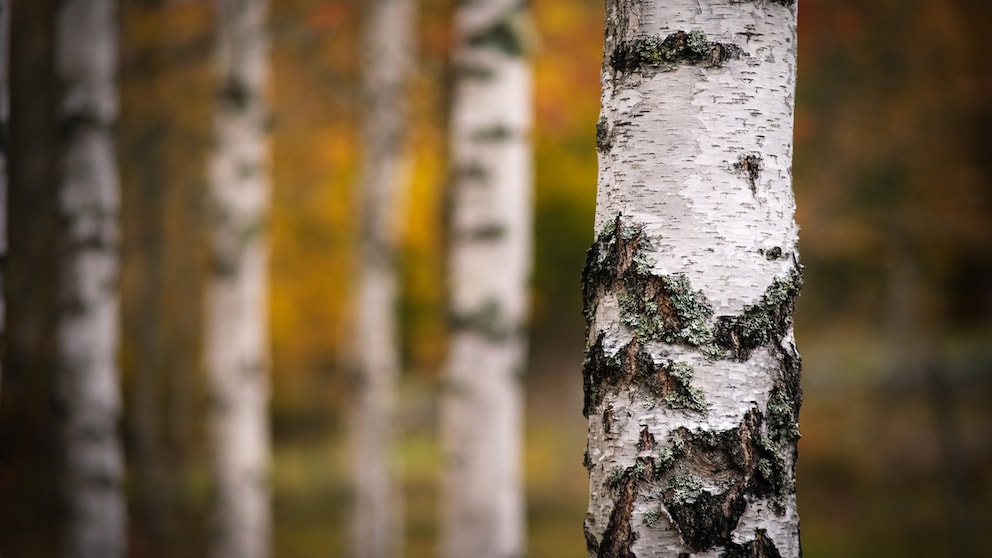 Birch trees can be recognized from afar by their striking white bark