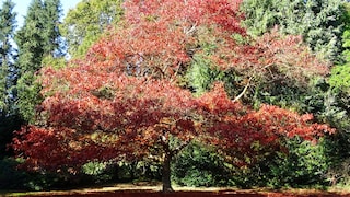 Especially in the fall, the American red oak, the 2025 Tree of the Year, is a real feast for the eyes
