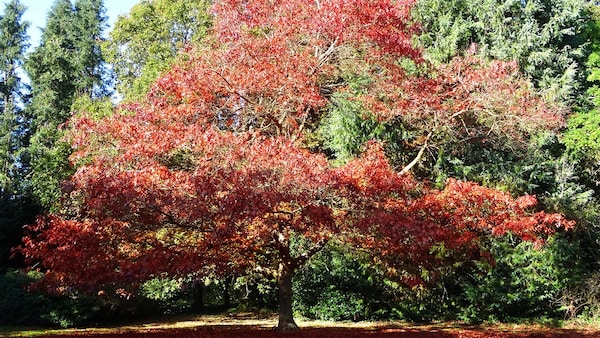 American red oak is tree of the year 2025 - myHOMEBOOK