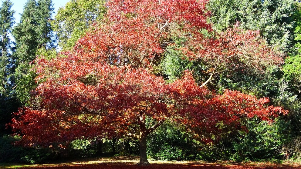 Especially in the fall, the American red oak, the 2025 Tree of the Year, is a real feast for the eyes